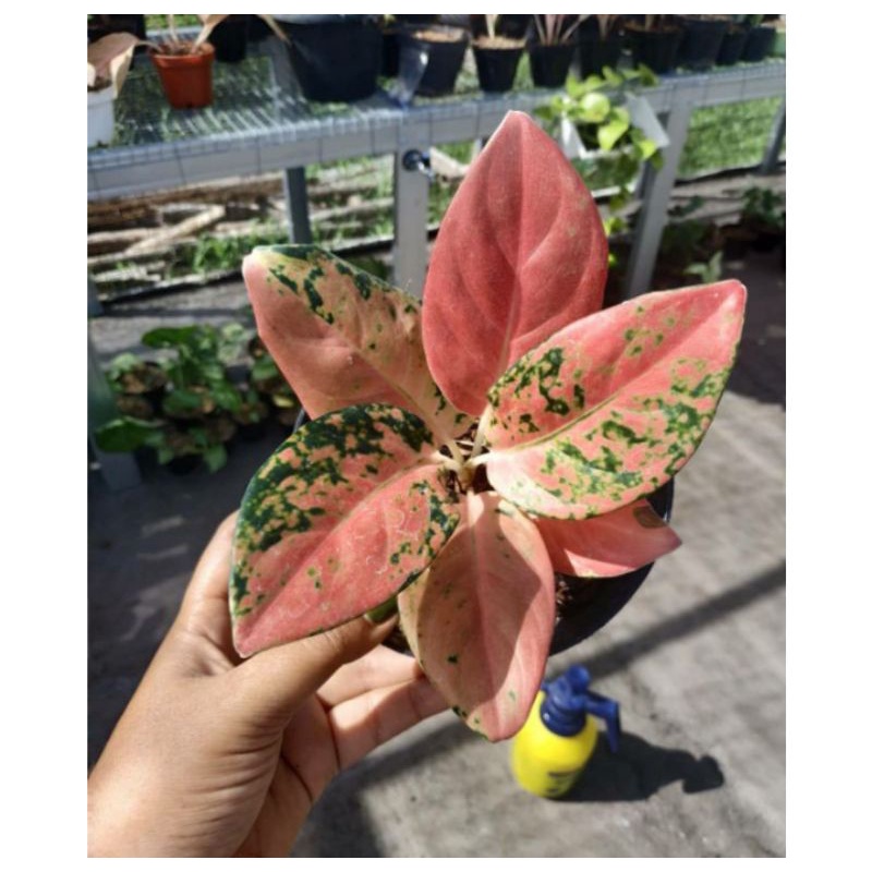 ANAKAN AGLONEMA NEZKIA 1-2 HELAI DAUN