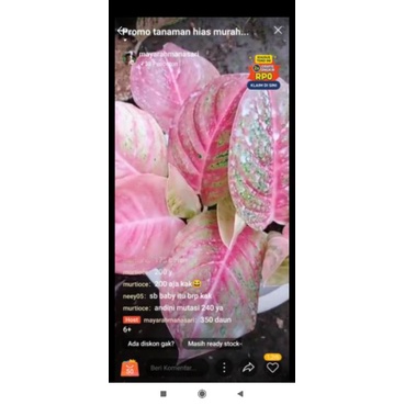 paket tanaman aglonema andini mutasi 240, golden baby 85