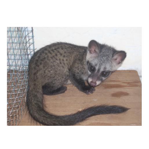 Sale Pakan Musang Omnivora Tumbuhan Dan Hewan Berat 1 Kg Protein