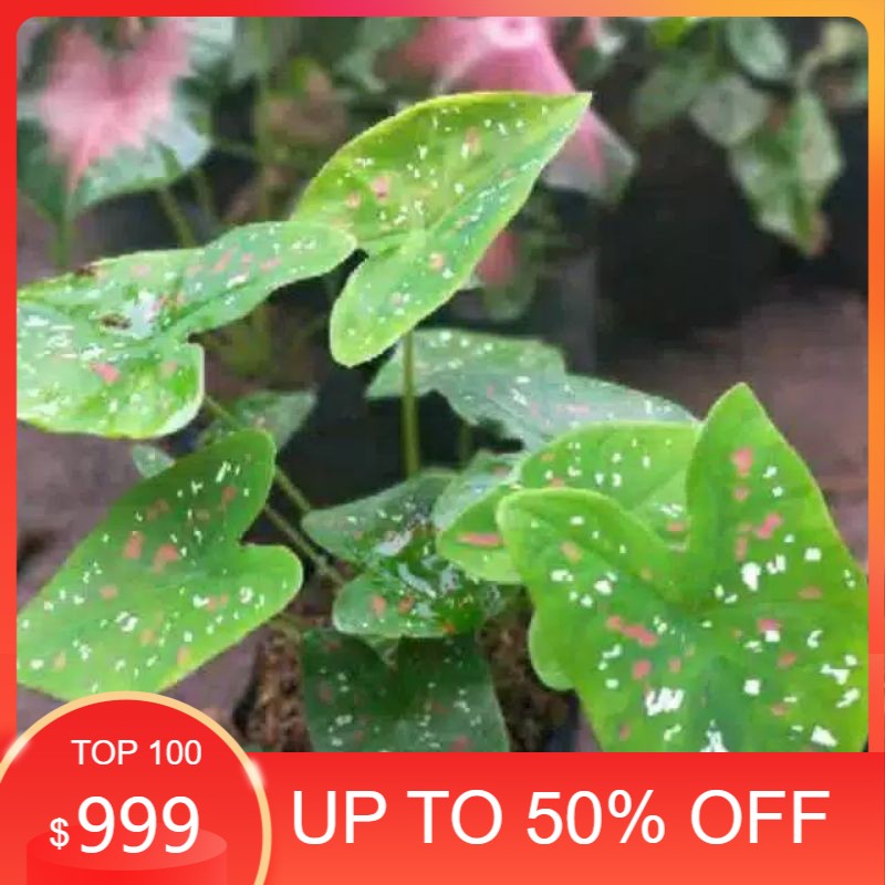 keladi tri colour / keladi totol merah putih / keladi / tanaman hias