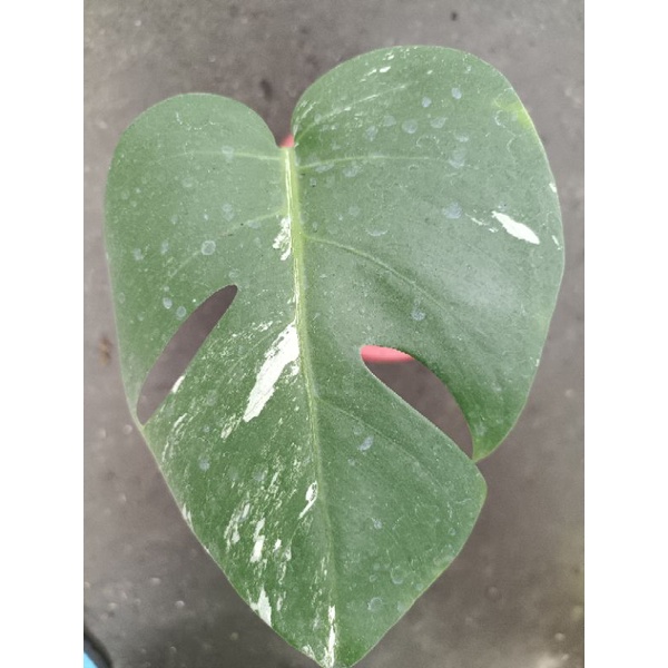 monstera varigata ekonomis