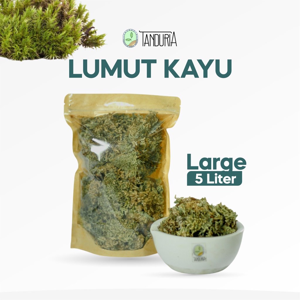LUMUT KAYU 5 LT