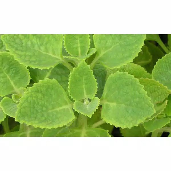 bibit stek batang kentang hitam