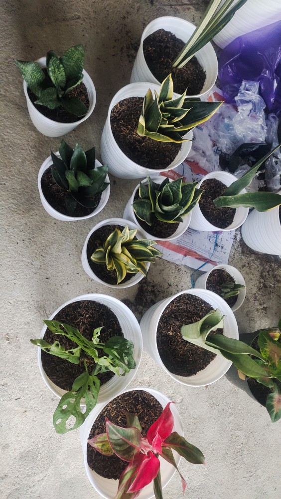 Fungi Sida Antracol Re Packing 20 Gram