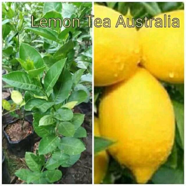 Bibit lemon import Australia