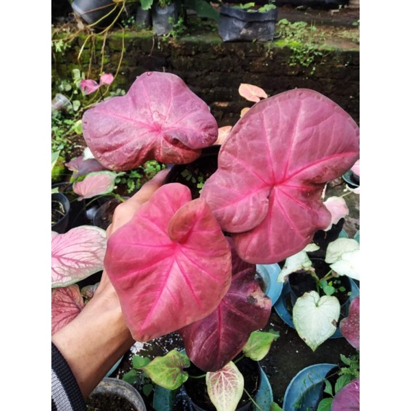 red sweety/kaladi hias murmer Talas Hias Murah Bunga Hias Murah Caladium Thailand Kaladium Langka