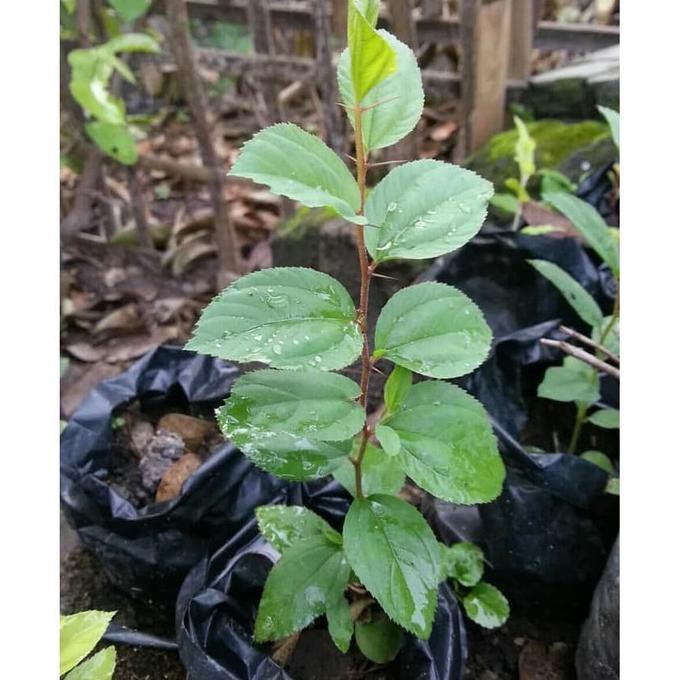 Bibit Bidara Pohon Bidara Tanaman Bidara Daun Bidara Arab Sidr Ktmjb33 Ayo Beli  Ayo Beli  Segera