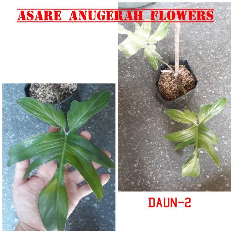 Philo Florida Beauty/Flobe (Florida Varigata)