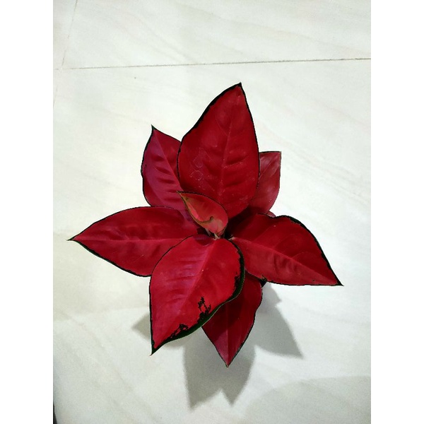 Aglonema suksom spesial induk + anak