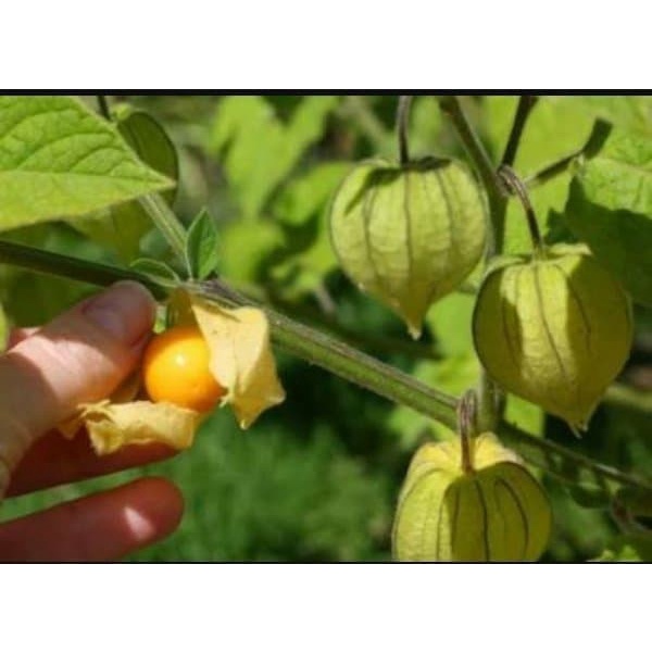 

Jual Pohon Ciplukan 500 gr 1/2 kg Ceplukan Kering Utuh Asli Murni Cecendet Obat Herbal Rematik