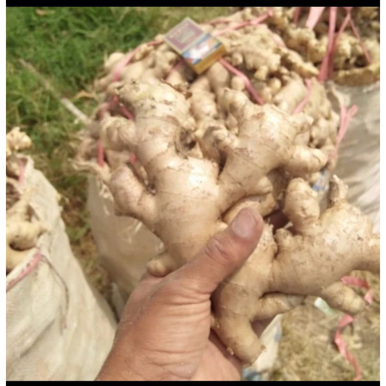 

Jahe Putih Fresh