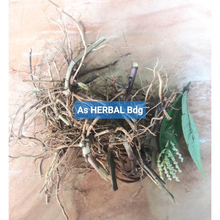 

Akar karas tulang segar 100 gram fresh-az