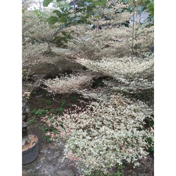 Tanaman pohon hias ketapang kencana variegata 1,5 meter