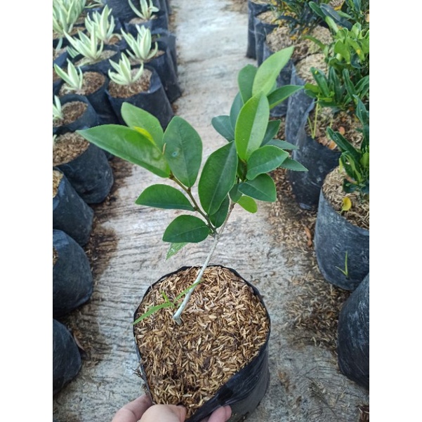 Tanaman Wangi Cempaka Mulya