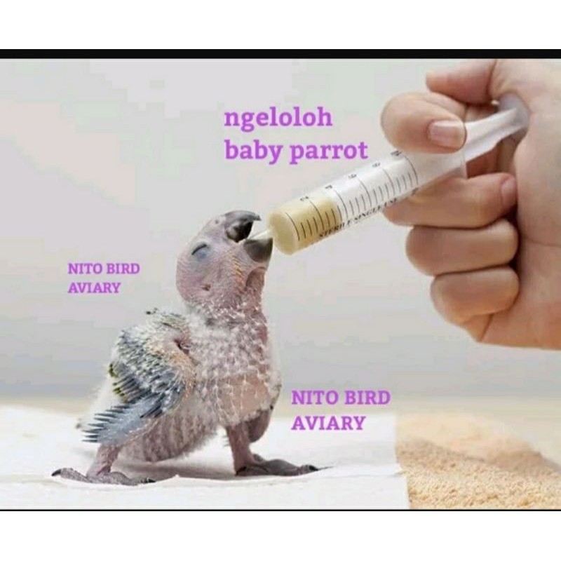 spet lolohan besar pemberi makan syringe jumbo 100 ml lolohan parrot merpati afgrey macaw anakan bet