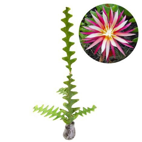 Tanaman Hias Kaktus Tulang Ikan Langka