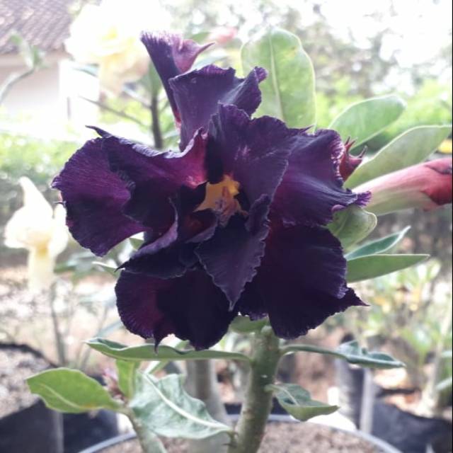 Adenium tumpuk ID Madeira