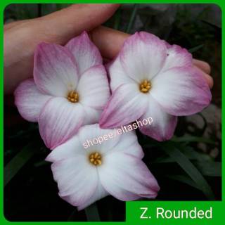 Umbi Bunga Rainlily Import Rounded Umbi Bunga Lili Hujan Zephyranthes Lily Shopee Indonesia