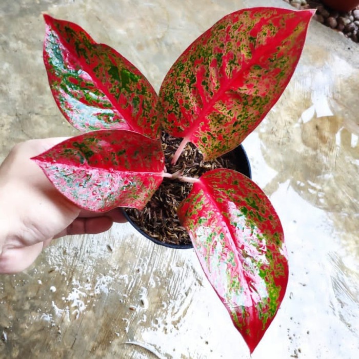 aglonema red Stardust anakan