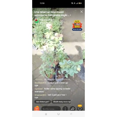 live kak ikhsansani022 mawar 4