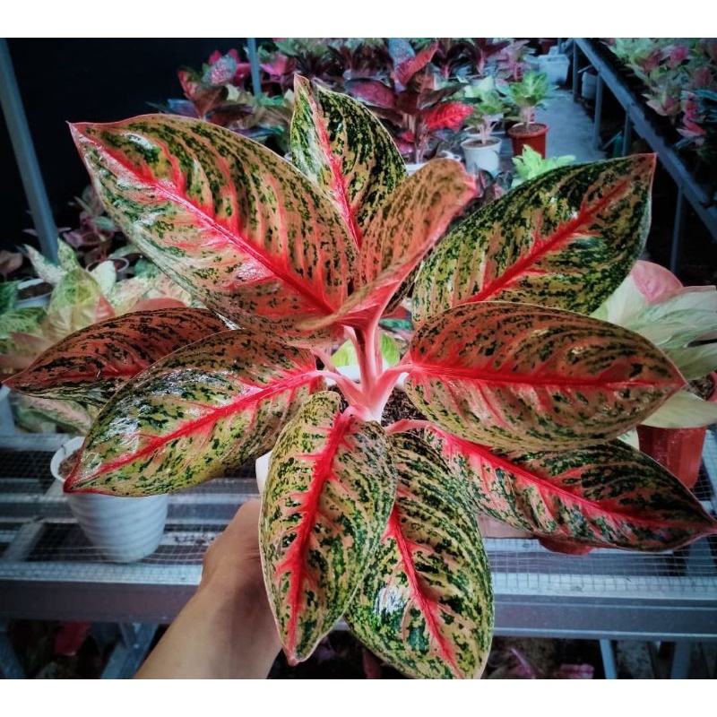 ANAKAN AGLONEMA WIDURI