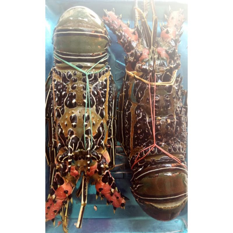 Lobster Mutiara 1kg Segar Fresh Lobster Laut