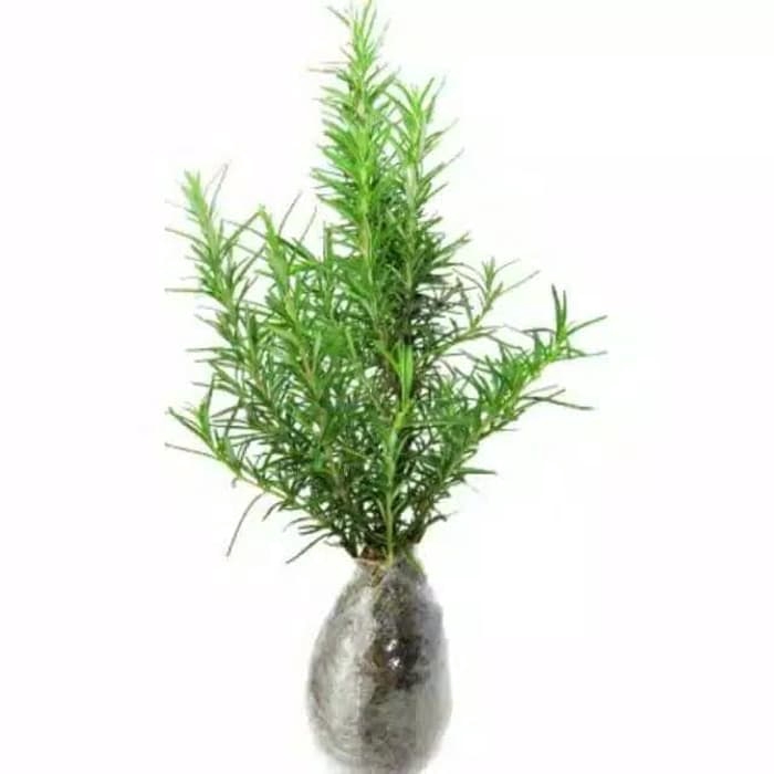 PROMO tanaman hias Rosemary - tanaman Rosemary - Rosemary - bumbu dapur