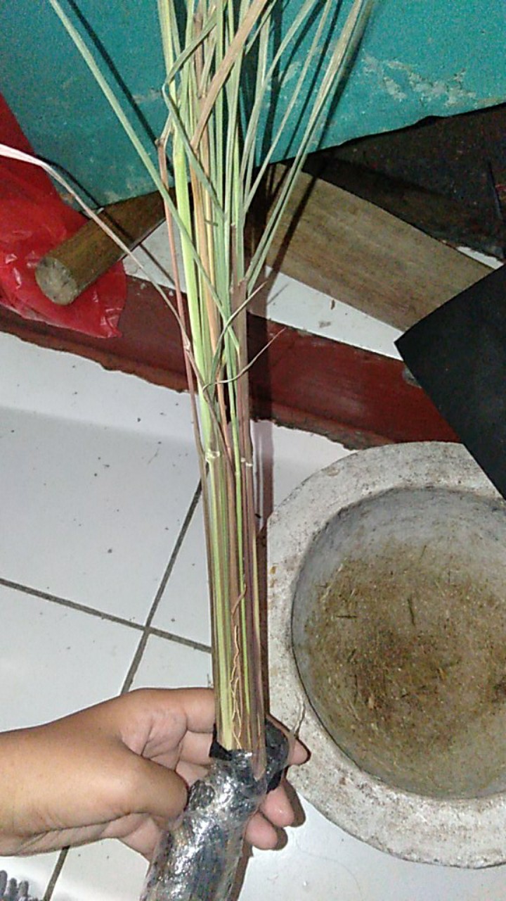 Pohon Sereh Wangi Sereh Merah