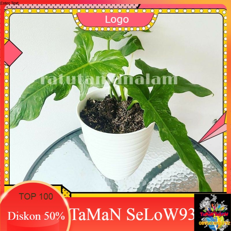 tanaman hias philodendron dragon varigata philo dragon varigata