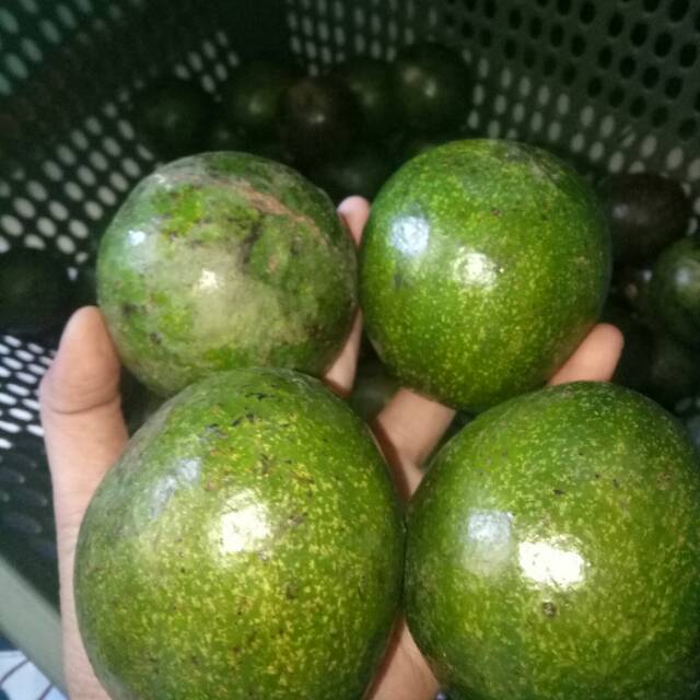 

ALPUKAT MENTEGA 1kg isi 5 buah