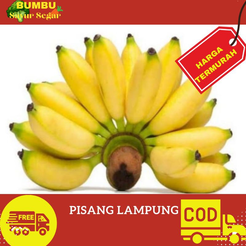 

pisang lampung ( 1 sisir )