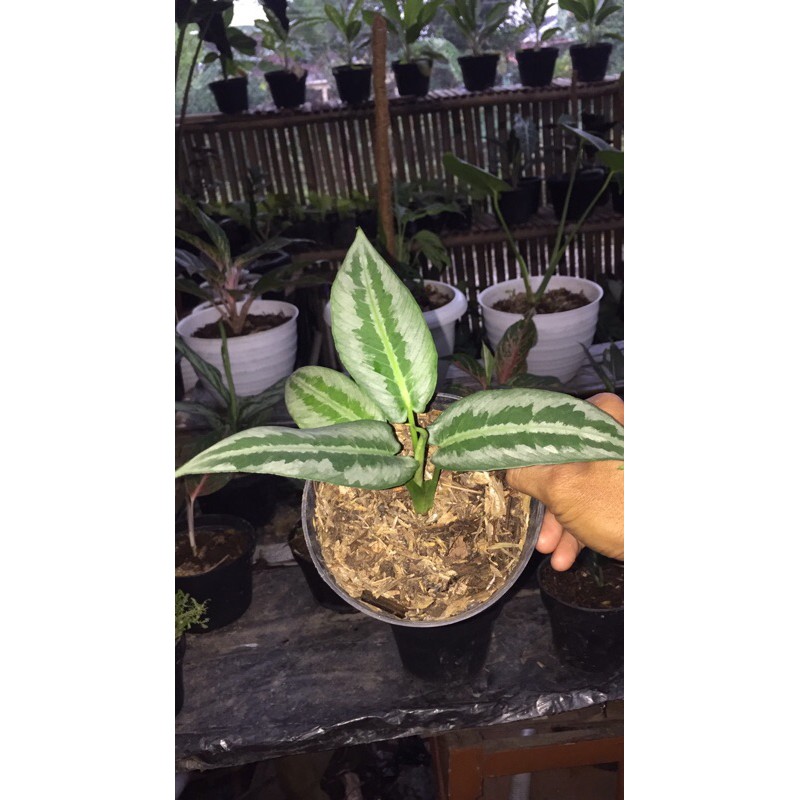 tanaman hias homalomena varigata silver