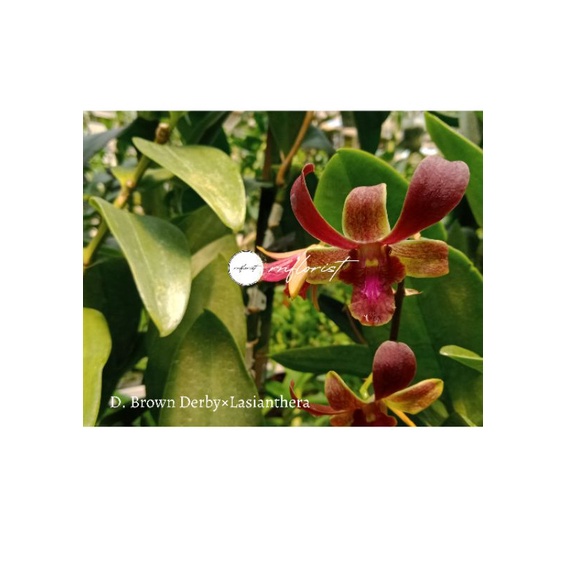 anggrek dendrobium melintir