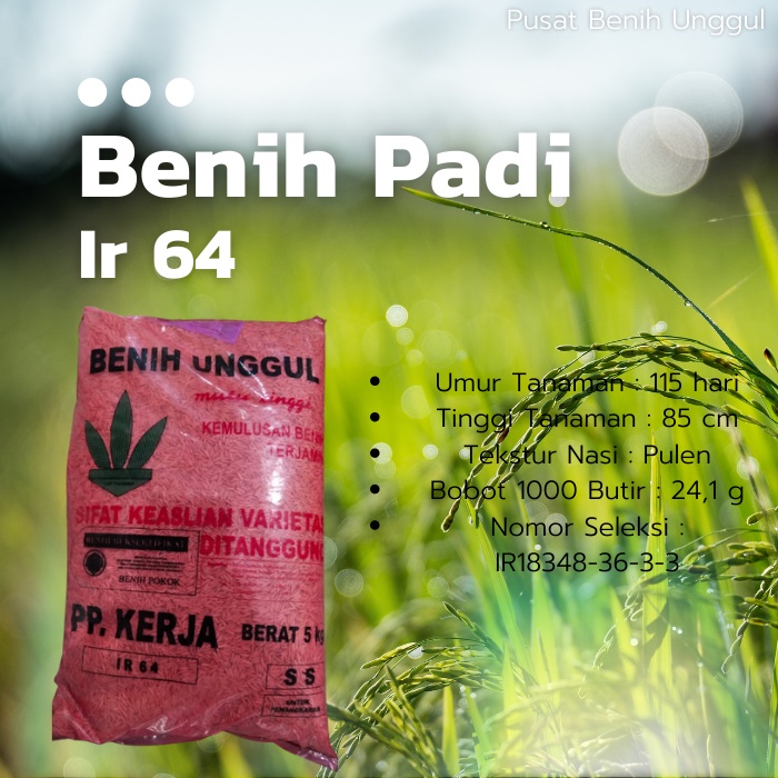 Benih Padi Ir64 Unggul Berlabel Bersertifikat Hasil Melimpah Nasi Pulen