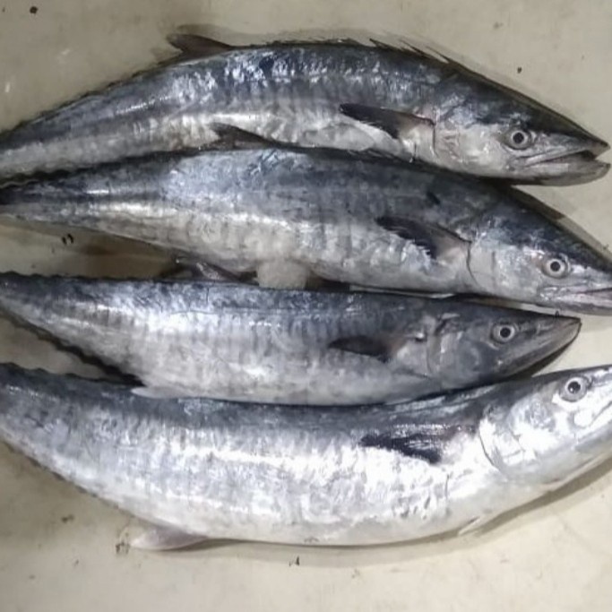

Ikan Tenggiri Jumbo 2Kg Up 1Ekor