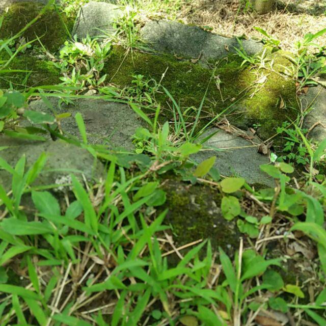 Batik Couple Keluarga New Batik Couple Modern || Gamis Kerah Busui