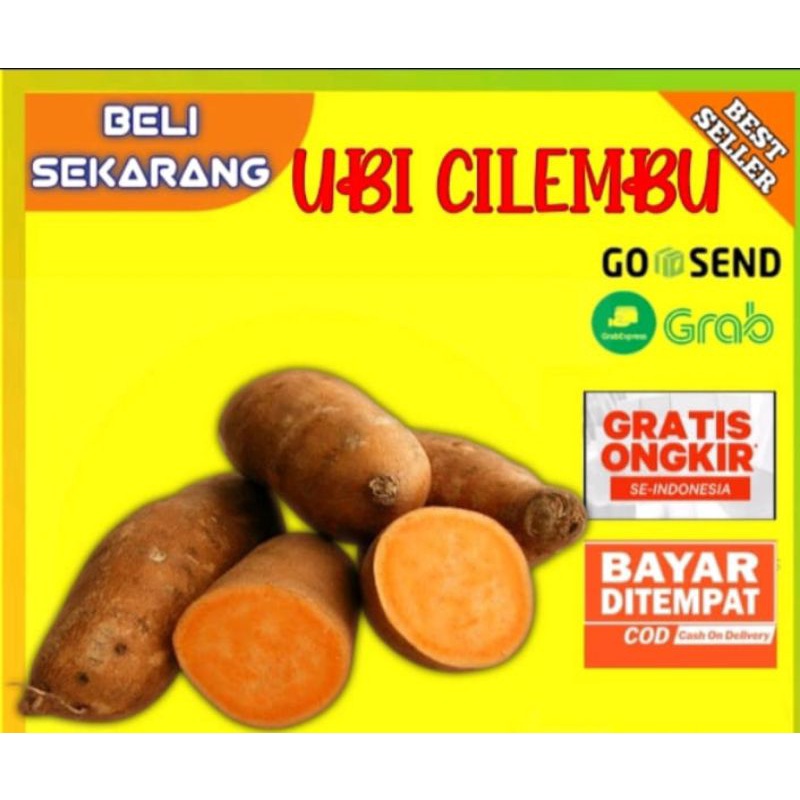 

UBI CILEMBU MENTAH / UBI JALAR MANIS