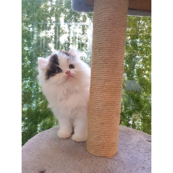 kucing persia flatnose / peaknose / himalaya /anggora / ragdoll