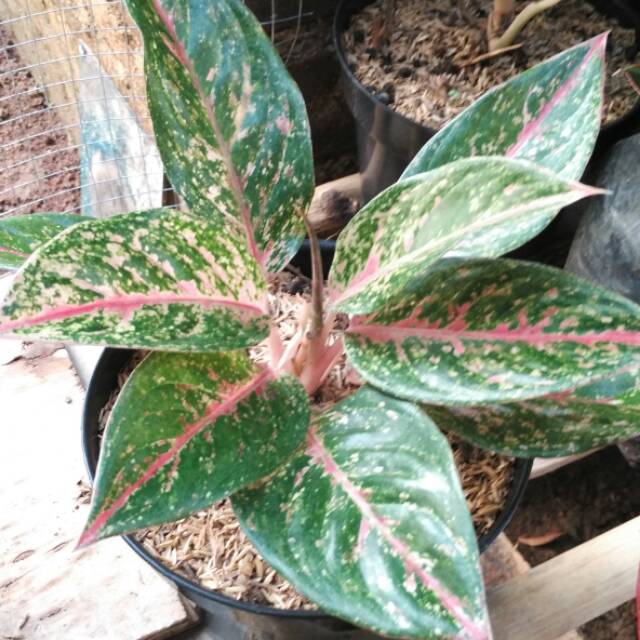 Aglaonema Hot lady