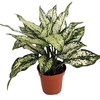 Aglaonema / Aglonema “Snow White”/ aglonema snow white rumpun / tanaman hias aglonema snow white put