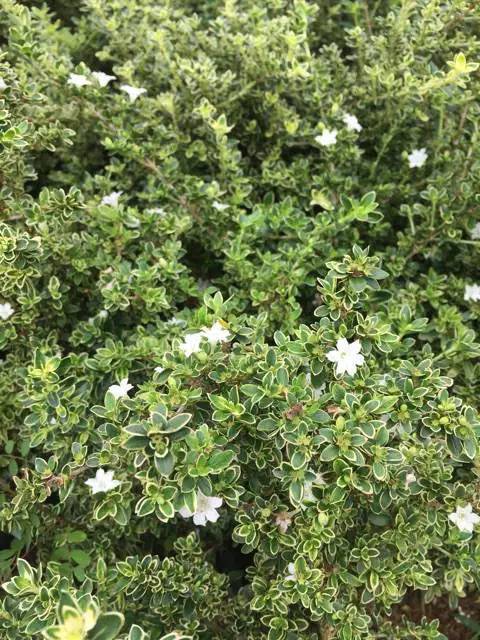 Bunga Mirten Variegata