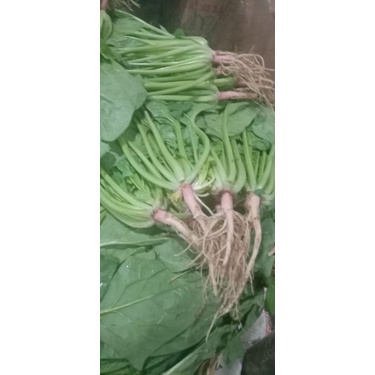 

Sayur poileng/bayam jepang
