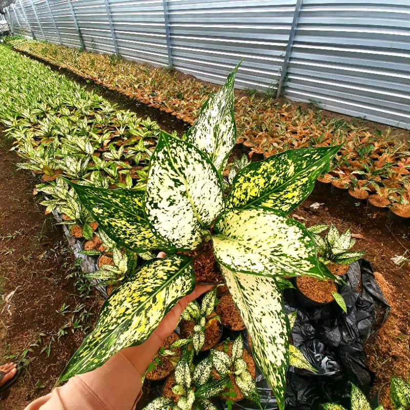 (BISA COD) Aglonema Snow White / Bunga Aglonema Snow White Tanaman Hidup Aglonema Snow White