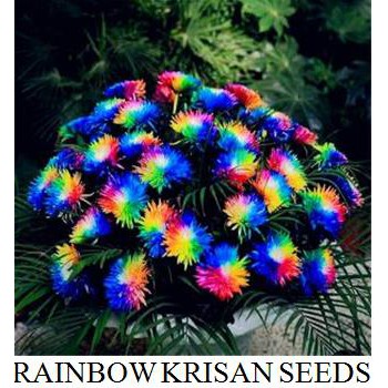 Biji Bunga Krisan Pelangi Rainbow Chrysanthemum Shopee Indonesia