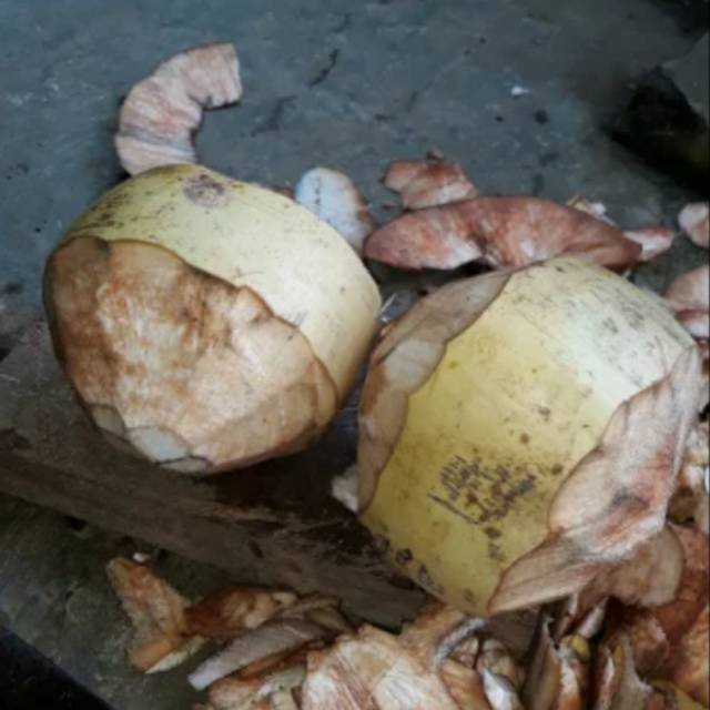

Jual kelapa kuning kelapa gading kupass originall