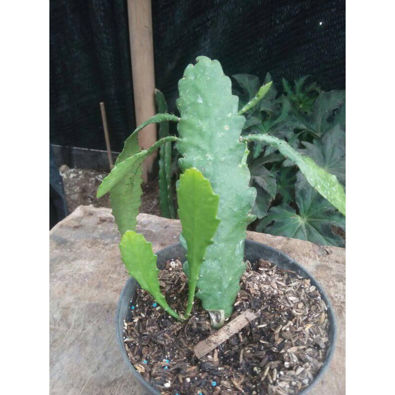 tanaman wijaya kusuma Cannonball Bibit bunga besar Epiphyllum