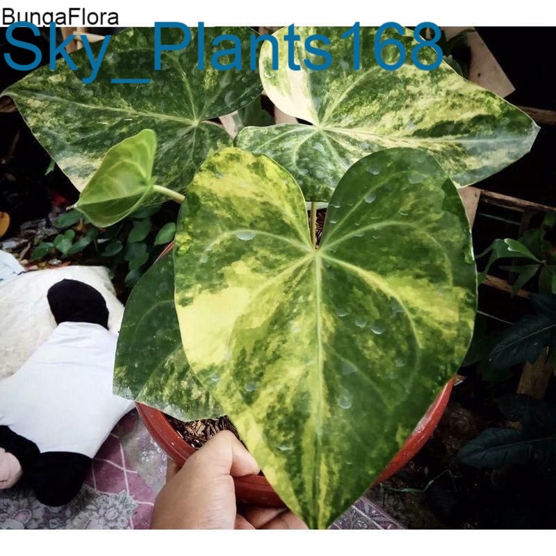 promo 2 biji antorium kuping gajah varigata (KG)