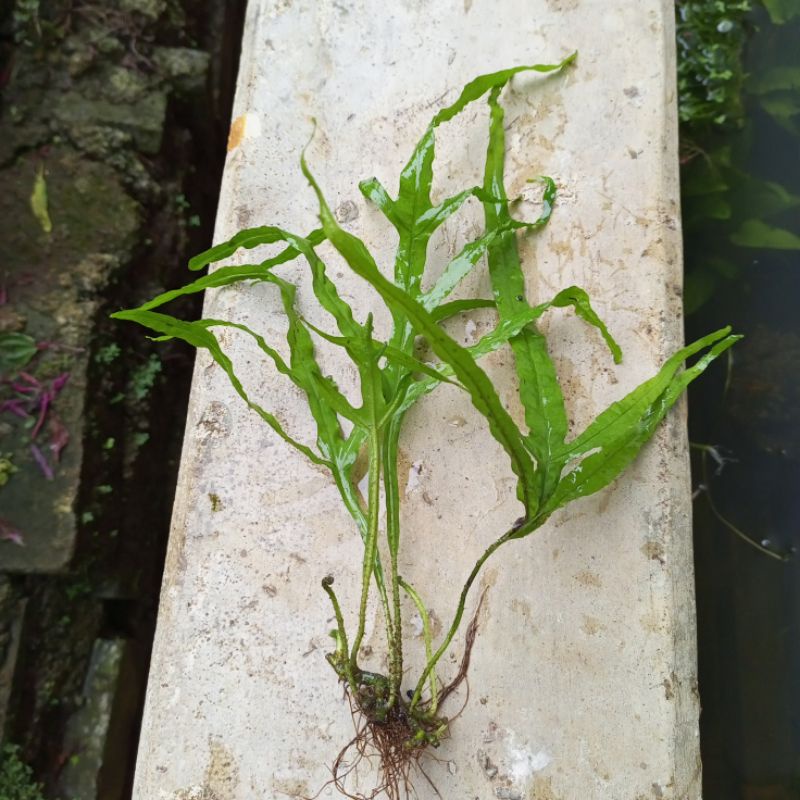 kadaka trident aquascape pertangkal