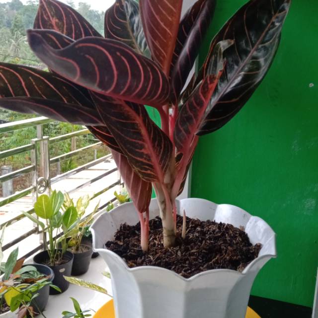 lindamaryanaaaa