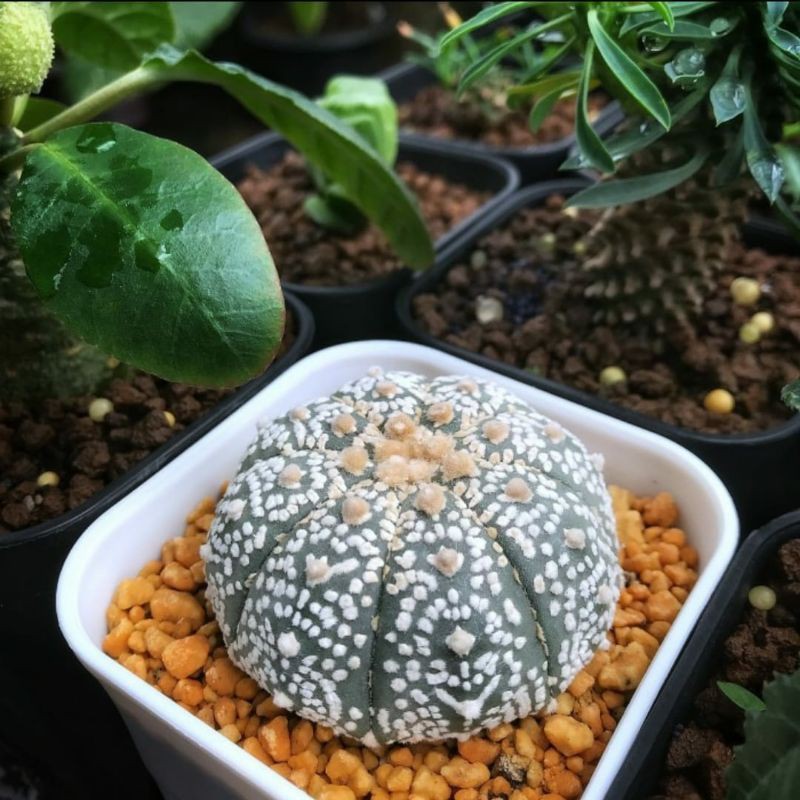 Kaktus Astrophytum Asterias Super Kabuto / cactus rare unik langka